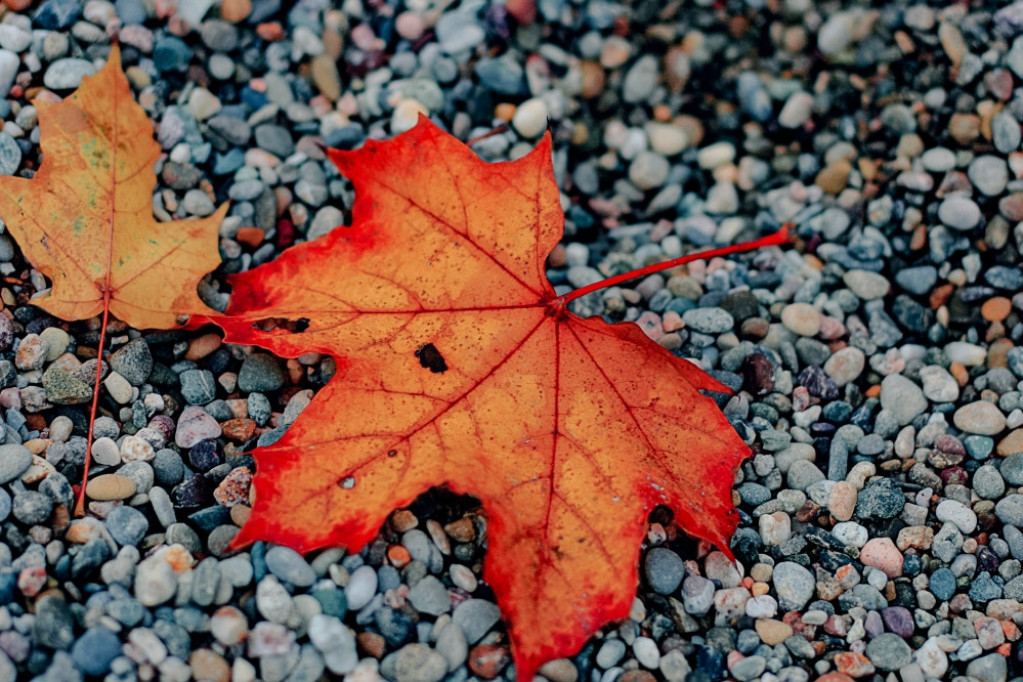 Mesečni horoskop za novembar Mesečni horoskop za novembar