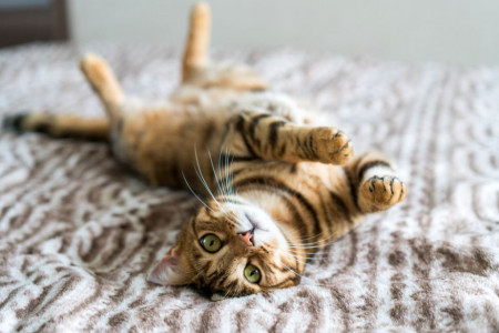 Horoskop za 28. maj: Vage ne odustajte od svojih želja i potreba, neko sa snažnom harizmom lako osvaja Škorpije